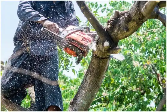 tree services Darby